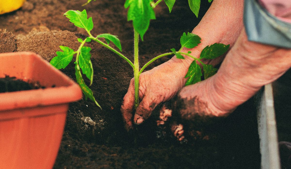 Best Container Vegetables for Small Patio Spaces