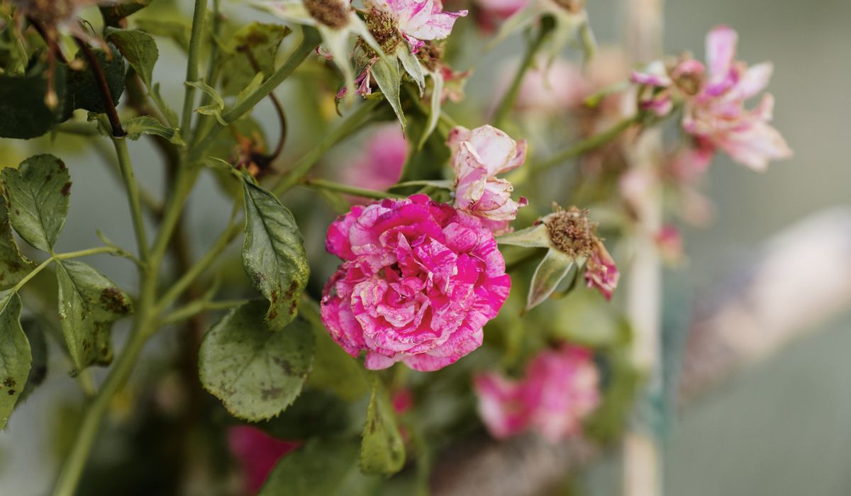 Choosing Roses for Cutting and Display