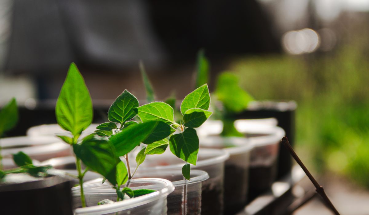 Growing Herbs in Pots on a Windowsill