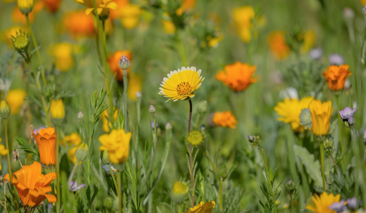 Organising a Neighbourhood Seed Swap in Your Area