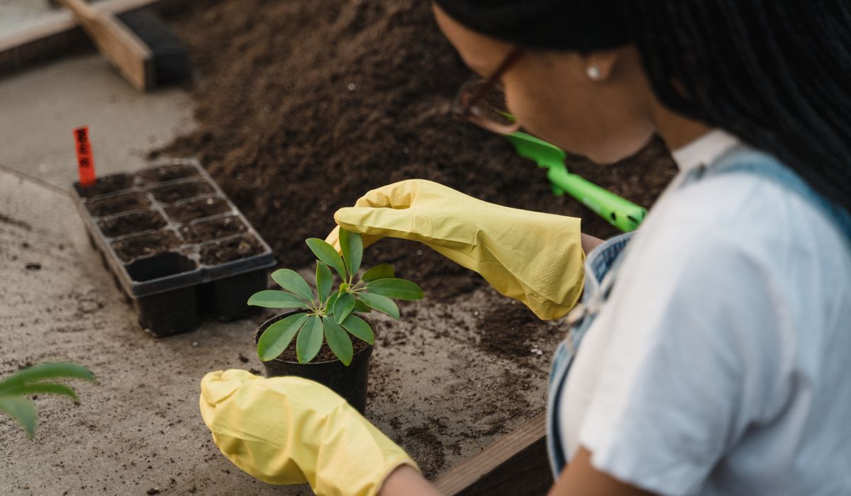 Protecting Tender Plants from Winter Frost